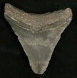 Bargain Megalodon Tooth - Venice, FL #5406-1